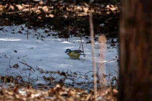 雪地中的小鸟
