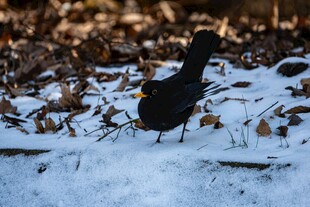 雪地中的黑鸟
