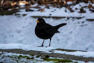 雪地中的黑鸟