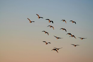 夕阳下群鸟翱翔天际