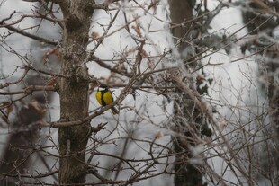 雪林中的黄色小鸟