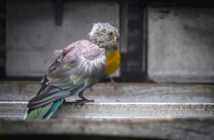 多彩鹦鹉栖息于台阶上