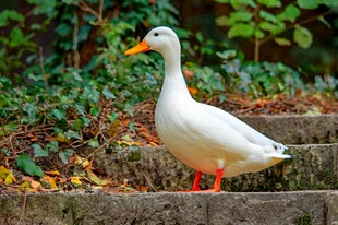 石上白鸭
