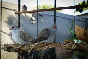 笼中双鸽