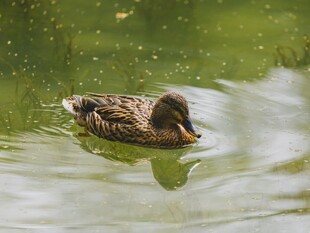 水中觅食的野鸭