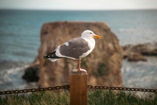 海边木桩上的栖息海鸥