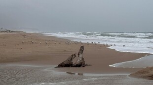 海边枯木 静谧沙滩景致