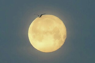 夜空中的明亮圆月