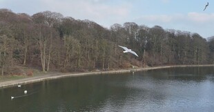 湖畔飞鸟与岸边树林景象