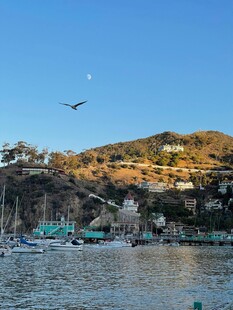 湖畔山景飞鸟静谧风光