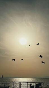 夕阳下飞鸟翱翔于海面