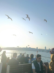 海上游船赏飞鸟风景