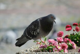 鸽子立于花丛旁