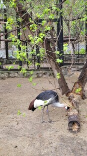 树下休憩的鹳与木桩