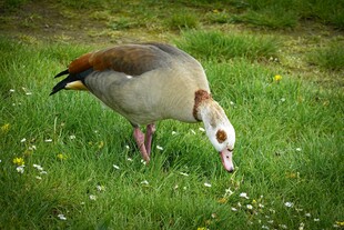 埃及雁草地觅食