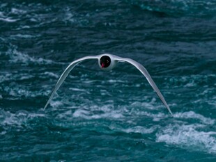 海面上飞翔的白色海鸟