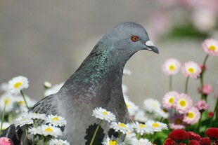 花丛中的鸽子