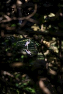 林间白鹭隐于繁茂枝叶间