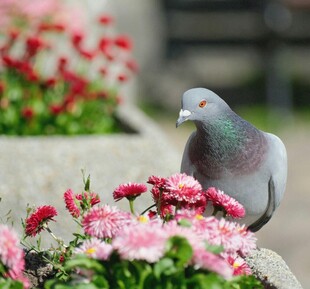 花丛中的鸽子