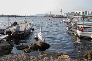 海港渔船与觅食海鸥