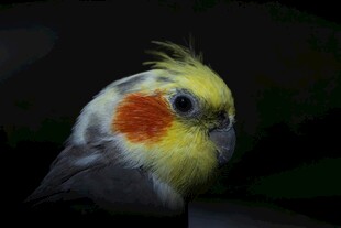 色彩斑斓的可爱鹦鹉