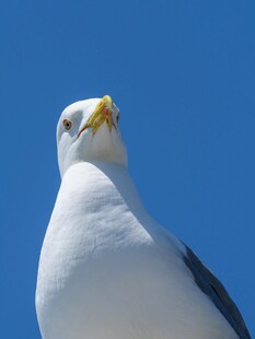 仰望天空的海鸥