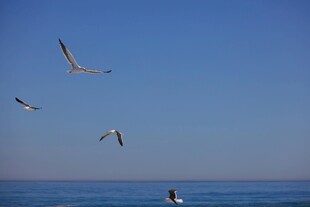 蓝天碧海间飞翔的海鸥