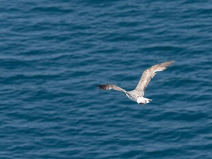 海面上飞翔的海鸥