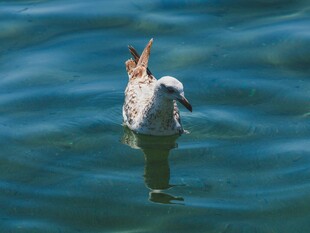 水中海鸥