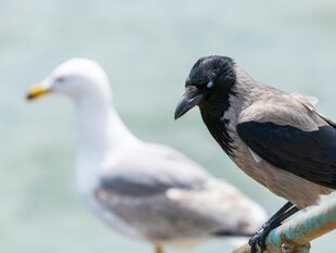 海鸥与乌鸦同框画面