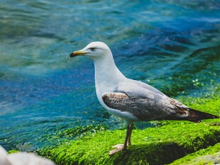 站在绿藻上的海鸥
