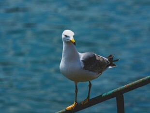 海鸥立于栏杆眺望大海