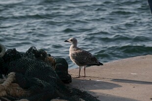 海边岩石旁的站立海鸥