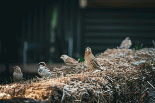 鸟群栖息于干草堆上
