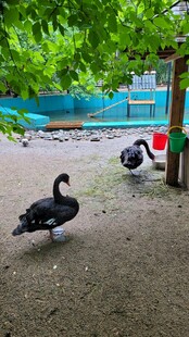 公园中漫步的黑天鹅