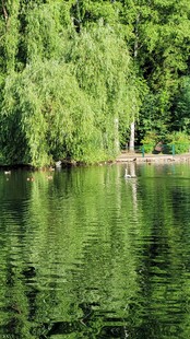 湖畔垂柳 静谧湖水风光