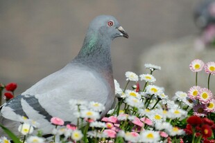 鸽子栖于缤纷花丛中