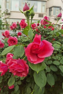 娇艳盛开的红月季花