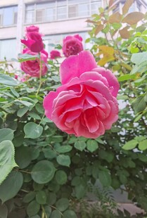 娇艳盛开的粉色月季花