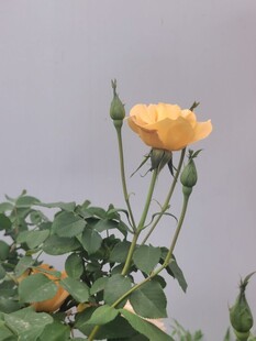 绽放的黄色月季花