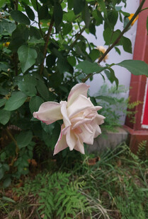 淡粉色绽放的娇艳月季花