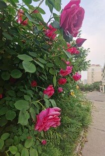 路边绽放的娇艳月季花