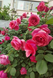 娇艳盛放的粉红色月季花