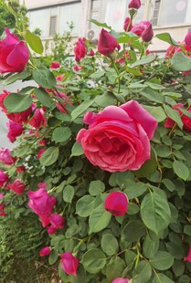 娇艳盛开的粉色月季花