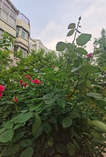 庭院中绽放的鲜艳花朵