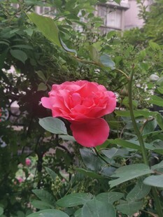 娇艳红玫瑰绽放于绿植间