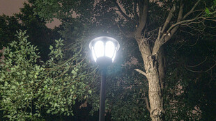 夜晚路灯下的葱郁树木