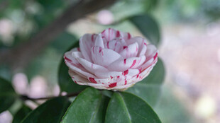 粉白带红斑点山茶花