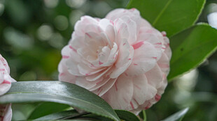 娇艳粉色山茶花绽放