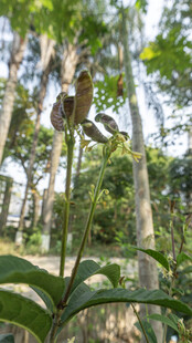 林中绽放的奇异花朵